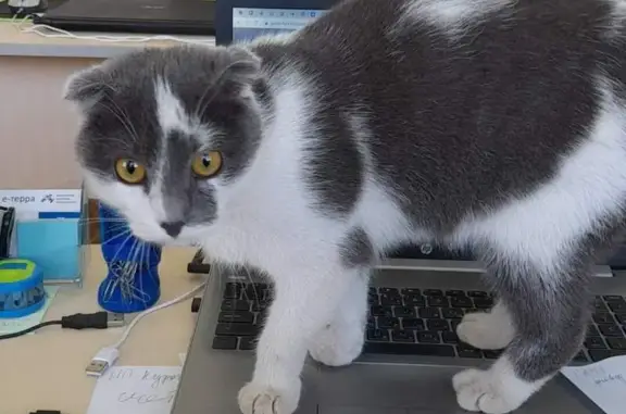Найдена Шотландская вислоухая кошка на Исследователей 13