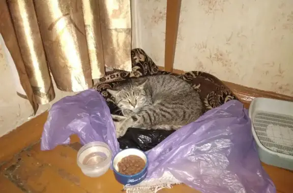 Найдена кошка у ст. метро Заречная, Нижний Новгород