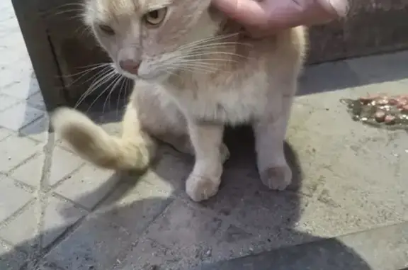 Пропал домашний рыжий кот возле магазина на Рабочем проспекте, 36