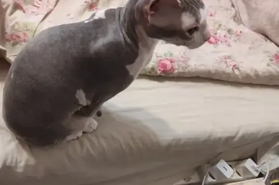 Кошки потеряшки, Санкт-Петербург, фото: Потеряшка кошка сфинкс на Вавиловых, 8, СПб