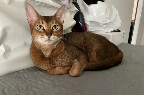 Кошки потеряшки, Сабакаево, фото: Потеряшка беременная кошка породы Абесинская в Сабакаево, Ульяновская область