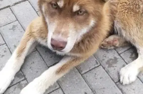Найдена собака на Софийской набережной 34 с4