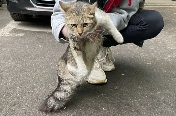 Найдена кошка на Туристской ул., Москва