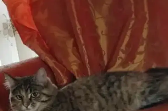 Кошки потеряшки, Москва, фото: Потеряшка кошка Муся, убежавшая с балкона, на ул. 800-летия Москвы, д. 11, корп. 2.