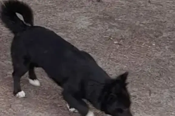 Найдена собака, Ростов-на-Дону, фото: Найдена собака Чернушка на пр. 20-летия Октября 66