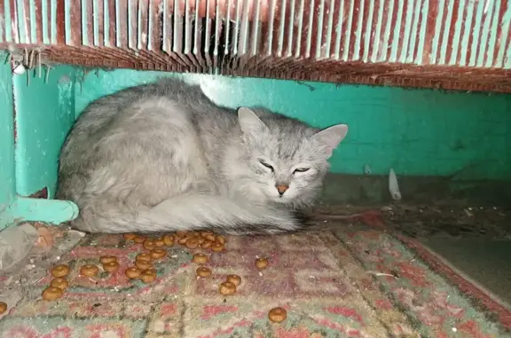 Найден серый котик на ул. 40-летия Победы, 26 в Ульяновске