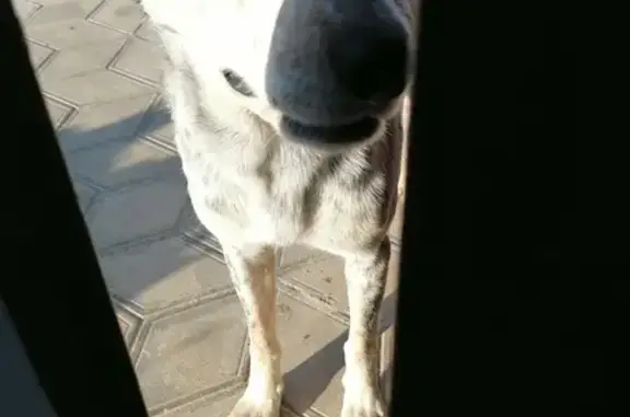 Найдена пятнистая собака в Витязево, Песчаный