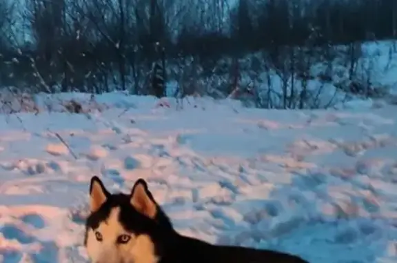 Пропала собака Тагай в Каймарах, Республика Татарстан