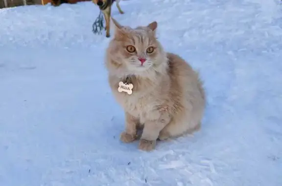 Пропала кошка Котик в Назимихе, Московская область
