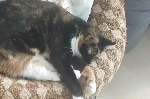 Кошки потеряшки, Тамбов, фото: Потеряшка кошка на ул. Рабочая, дом 16, Тамбов