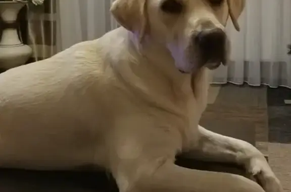 Потерянные животные Калининград, фото: Пропала собака на улице Согласия, 34 в Калининграде