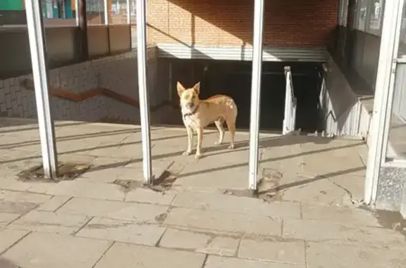 Найдена рыжая собака возле Ляхвинского пруда в Москве