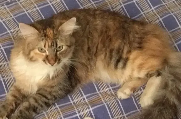 Кошки потеряшки, Санкт-Петербург, фото: Потеряшка кошка Мася на ул. Подвойского, 15