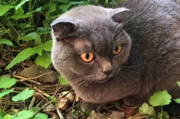 Найдена кошка на Ленинградской, Краснодар