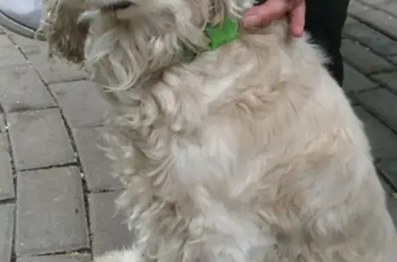 Найден пес в зеленом ошейнике в Мытищах