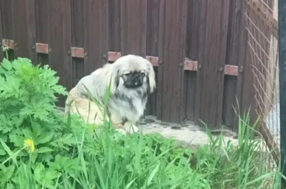 Найдена собака, Пушкин, фото: Найдена собака на Гусарской улице, 20