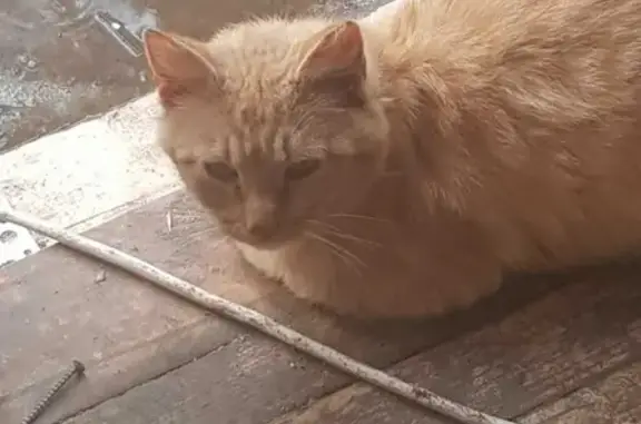 Найден рыжий кот в Кратово, ищем хозяев