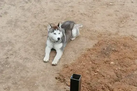 Найден активный мальчик-собака в Зеленой Горке СНТ