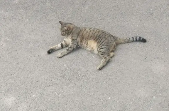 Найдена кошка на Пирятинской, 23А, Абакан