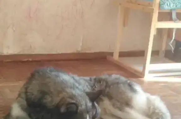 Собаки потеряшки, Армавир, фото: Потеряшка собака на улице в Армавире