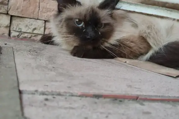Пугливая кошка на улице Урицкого, 108