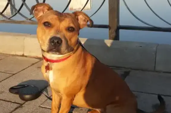 Собаки потеряшки, Москва, фото: Потеряшка собака в Москве: 3-й Лихачевский переулок, 7