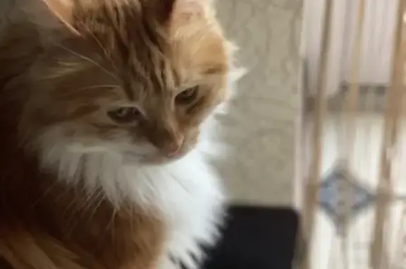 Кошки потеряшки, Цибанобалка, фото: Потеряшка кошка с коротким хвостом на ул. Садовая, 143