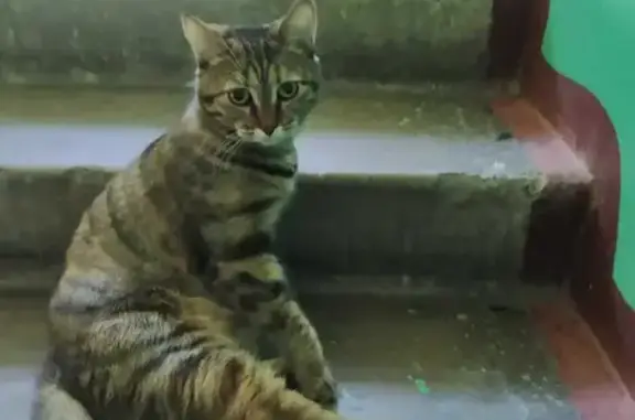 Кошки потеряшки, Новосибирск, фото: Потеряшка кошка на Народной 15!