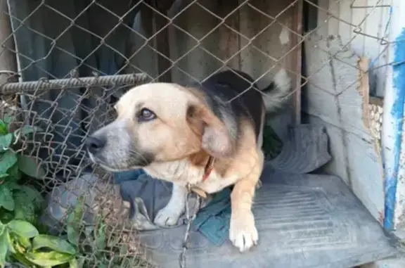 Найден пес на ул. Андреевская, 14, +79183791164