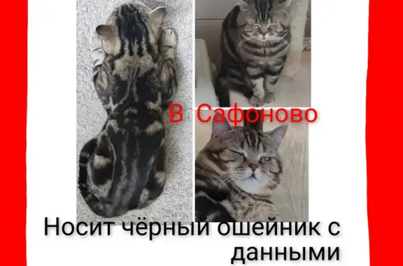 Пропала кошка с Центральной улицы в Сафоново!