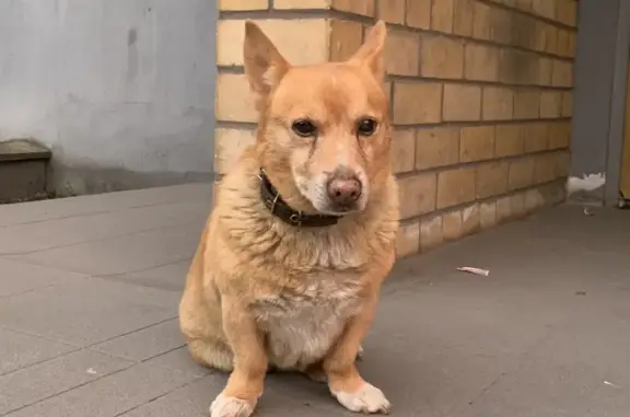 Найдена собака на ул. Киевской 118-А в Калининграде