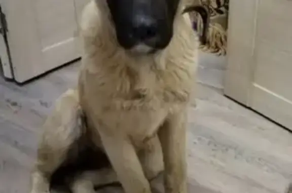 Найдена собака в Москве, Алабай, 6-7 мес.