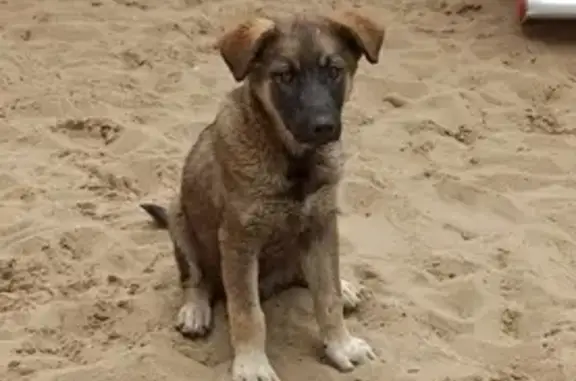 Найден щенок на ул. Артёмова, 3А в Липецке