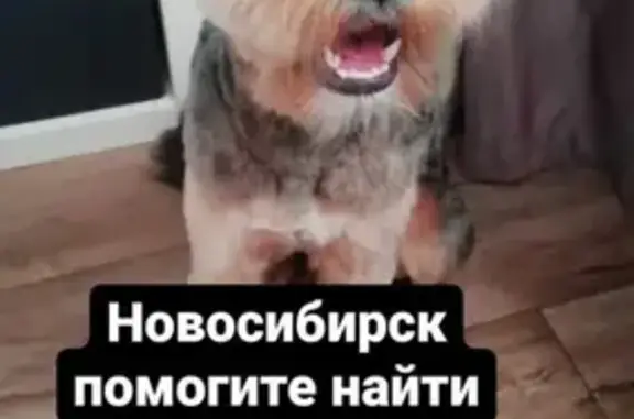 Пропала собака Филя в Новосибирске