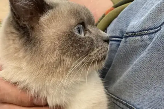 Найдена кошка на Первомайской, похожа на Сиамскую