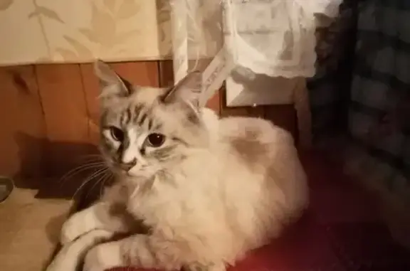 Пропала кошка Симка на Печорском проезде 98
