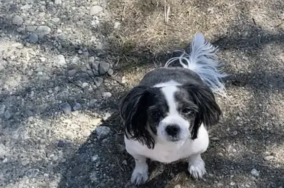 Пропала собака Чупа на Вишнёвой улице