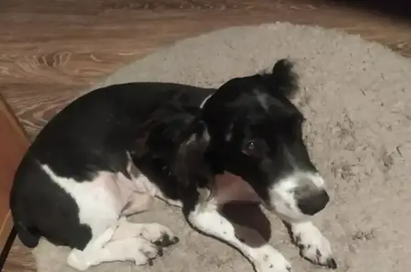 Пропала собака Спаниель в Красном Яре