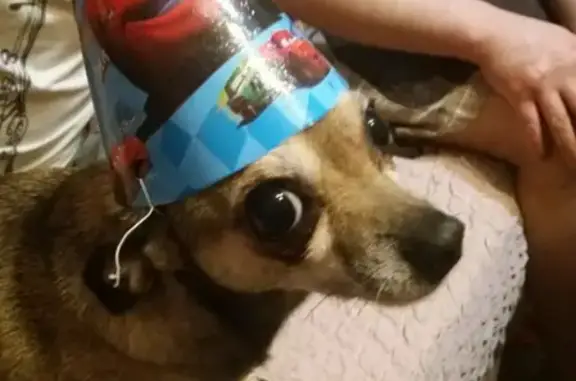 Потерянные животные Калининград, фото: Пропала собака Соня на ул. Полковника Ефремова, 8, Калининград