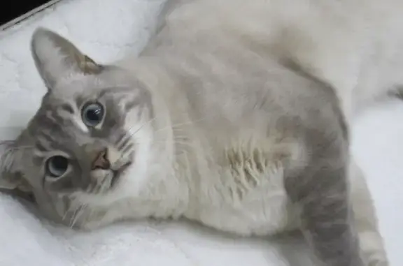Найдена балинезийская кошка в д. Мамги, Чувашская Республика