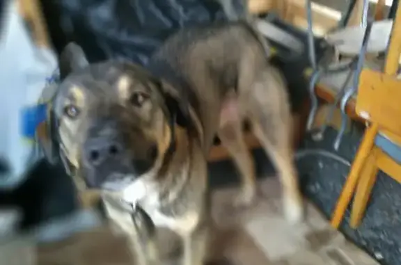 Найден породистый пес на СНТ Малахит7 в Красной Горке, ищем хозяина