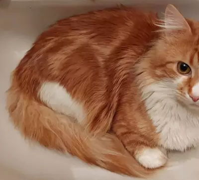 Кошки потеряшки, Санкт-Петербург, фото: Потеряшка кошка Марсик на пр. Наставников 9