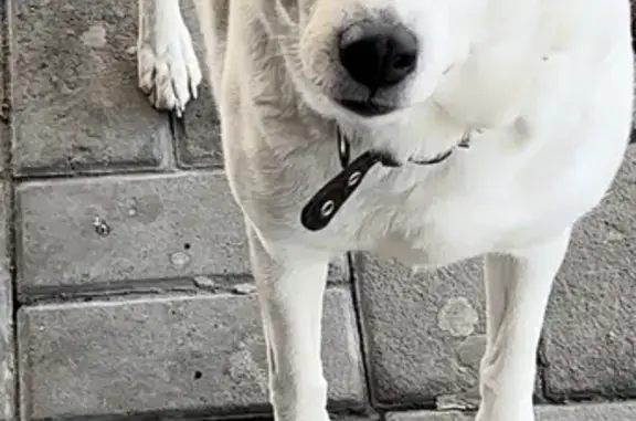 Найдена собака в Ворошиловском районе без адресника