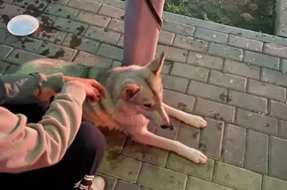 Найдена собака на Ленина-Учебной, Пепельно-серого цвета
