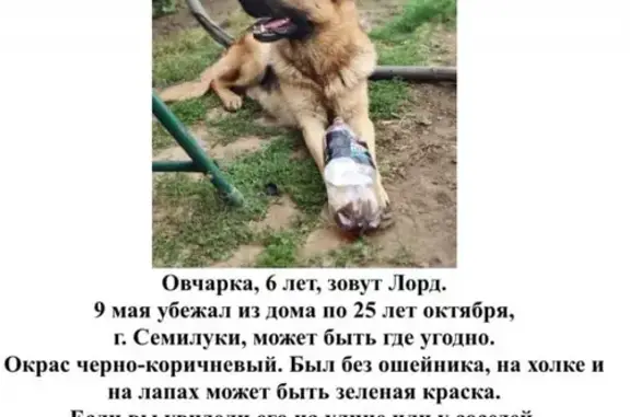 Пропала собака Лорд, ул. Ленина 1, Семилуки.