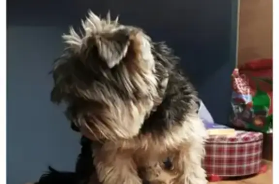 Собаки потеряшки, Санкт-Петербург, фото: Потеряшка Йоркширский терьер Рудик, адрес: пр. Большевиков, 81, СПб