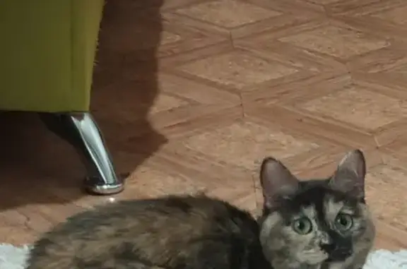 Найдена кошка на Юшкова 44 в Красноярске
