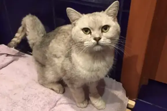 Найден домашний кот с ранеными лапами в Рязани