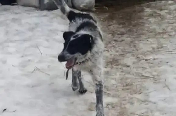 Пропала собака в Егоркино, Чувашия
