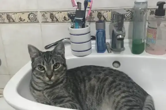 Пропала кошка Лея в Ростове: серо-пятнистая, с шрамом на бедре